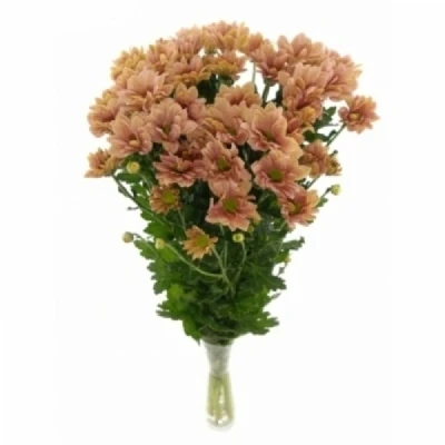 Chryzantéma T DELHI APRICOT