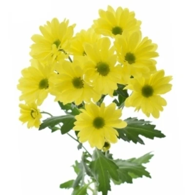 Chryzantéma T DELHI GOLD 90 g