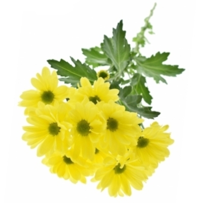 Chryzantéma T DELHI GOLD