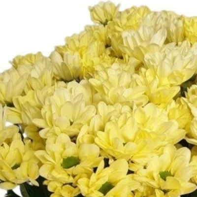 Chryzantéma T DELHI YELLOW