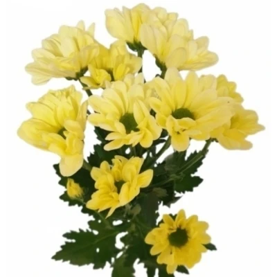 Chryzantéma T DELHI YELLOW 95 g
