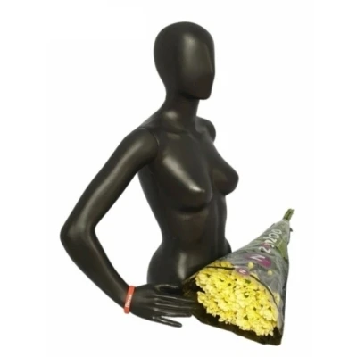 Chryzantéma T DELHI YELLOW