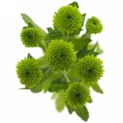 Chryzantéma T DELIGREEN