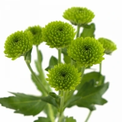 Chryzantéma T DELIGREEN 65 cm / 45 g