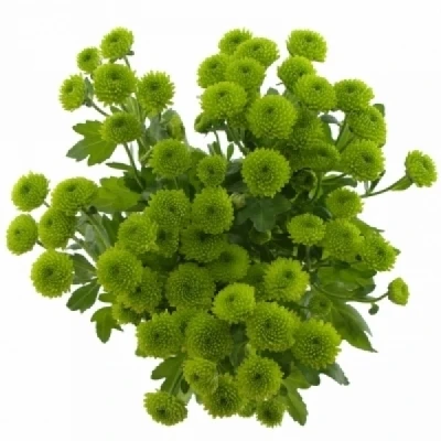 Chryzantéma T DELIGREEN