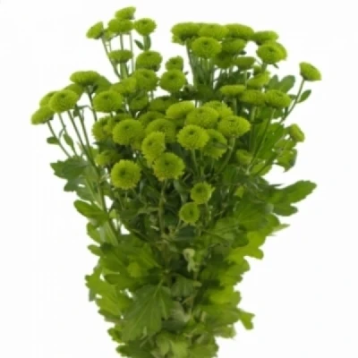 Chryzantéma T DELIGREEN