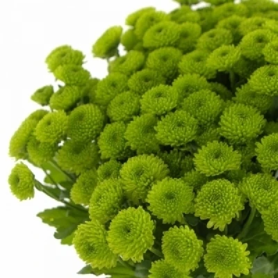 Chryzantéma T DELIGREEN