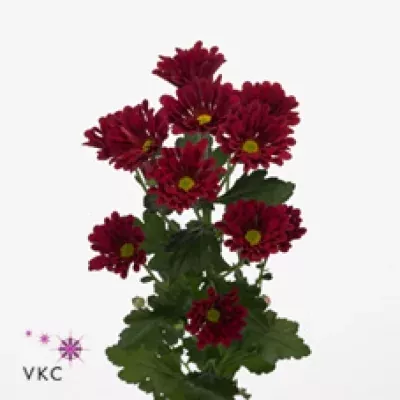 Chryzantéma T DUBLIN 65g