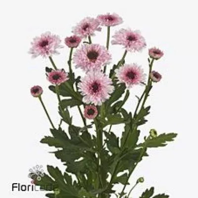 Chryzantéma T DUMOULIN 50g