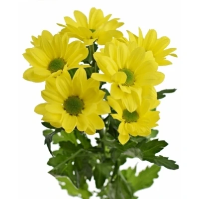 Chryzantéma T DUTCHMASTER 95 g