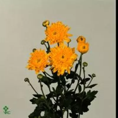 Chryzantéma T ELLEN GEEL 65g