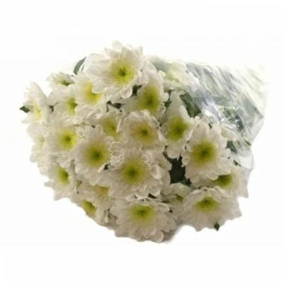 Chryzantéma T EMPEROR