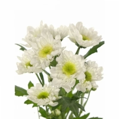 Chryzantéma T EMPEROR 85 g