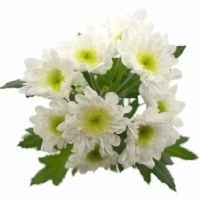 Chryzantéma T EMPEROR