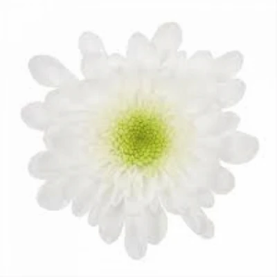 Chryzantéma T EMPEROR