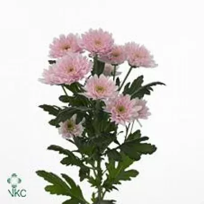 Chryzantéma T EURO PINK 70g