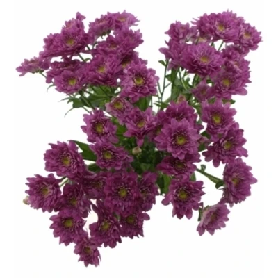 Chryzantema T EXOPOLIS 70g