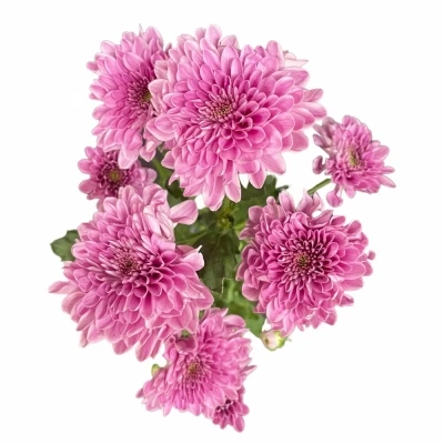 Chryzantéma T FABIENNE 90g