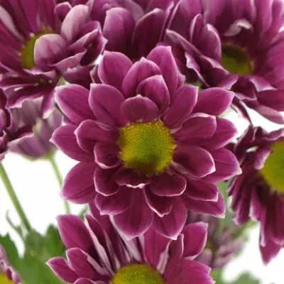 Chryzantéma T FIRMENICH 75g