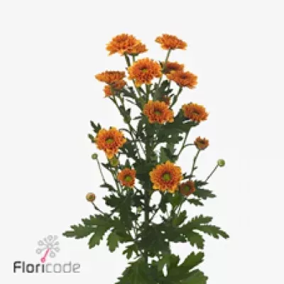 Chryzantéma T FLORANGE 70g