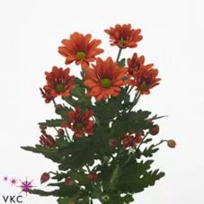 Chryzantéma T FRANCOFONE 70g