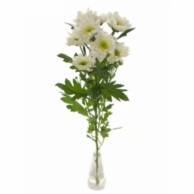 Chryzantéma T FROZEN