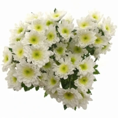 Chryzantéma T FROZEN