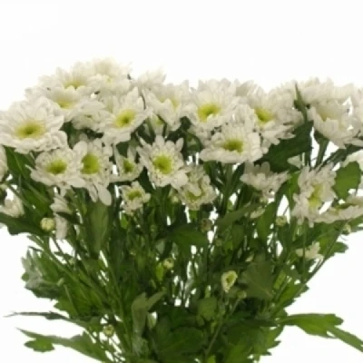 Chryzantéma T FROZEN