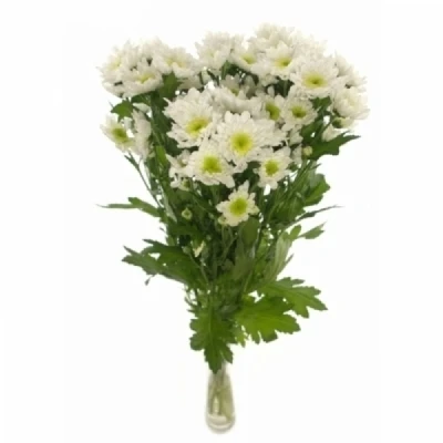 Chryzantéma T FROZEN