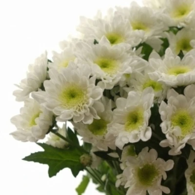 Chryzantéma T FROZEN