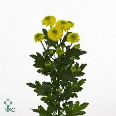 Chryzantéma T FURORE GOLDEN 70g