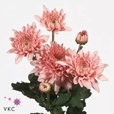 Chryzantéma T GOMPIE ROSE 65g