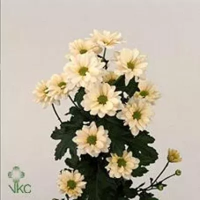 Chryzantéma T GRANADA IVORY 70g