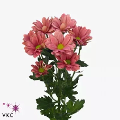 Chryzantéma T GRAND CHERRY 85g