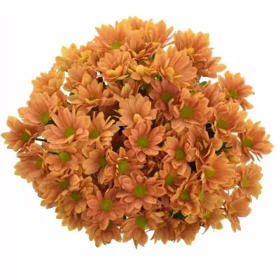 Chryzantéma T GRAND ORANGE 80g