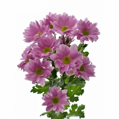 Chryzantéma T GRAND PINK 75g