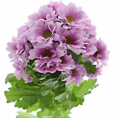 Chryzantéma T HAMILTON 90g