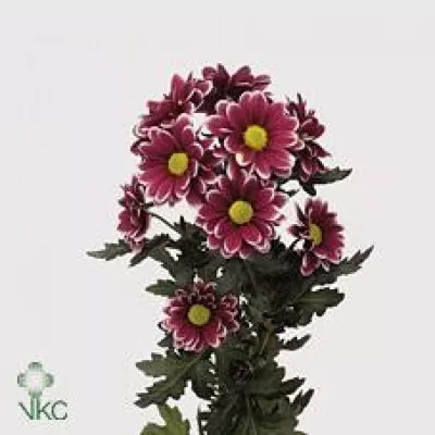 Chryzantéma T HANDSOME 70g