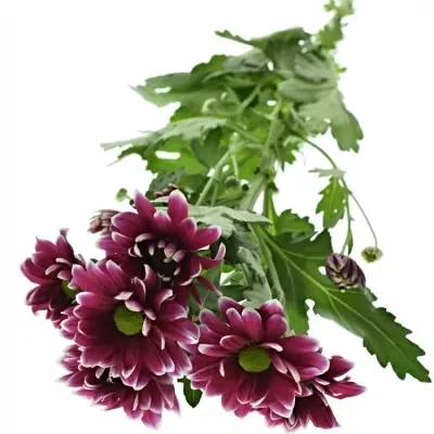 Chryzantéma T HARDWELL