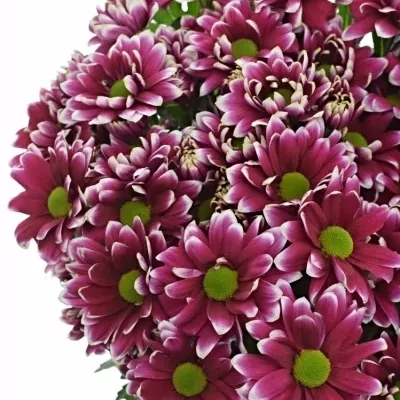 Chryzantéma T HARDWELL