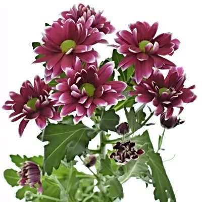 Chryzantéma T HARDWELL 65g