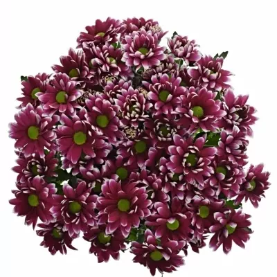 Chryzantéma T HARDWELL