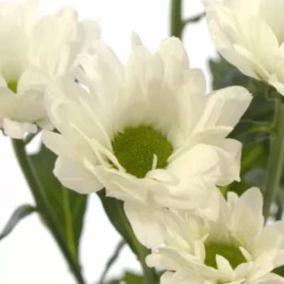 Chryzantéma T HIMALAYA 85g