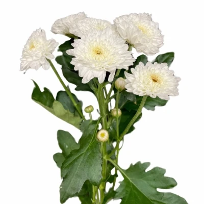 Chryzantéma T IBIS 80g