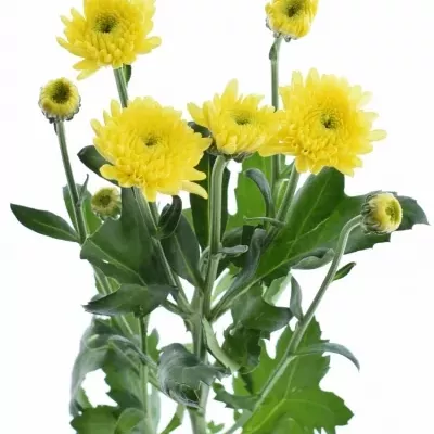 Chryzantéma T IBIS SUNNY 85g