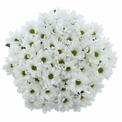 Chryzantéma T ILONKA