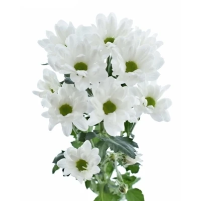 Chryzantéma T ILONKA 90g