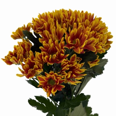 Chryzantéma T KASTELLI 80g