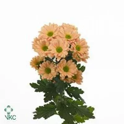 Chryzantéma T KATINKA SALMON 70g