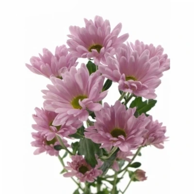 Chryzantéma T KATINKA 90 g